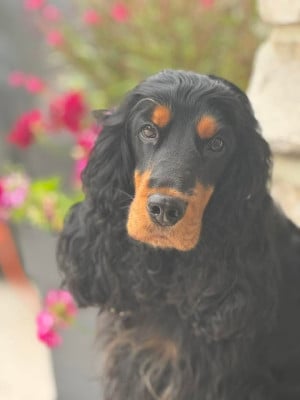 Étalon Cocker Spaniel Anglais - Topaze Des terres froides