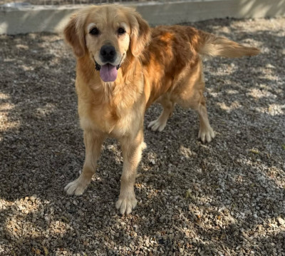 Étalon Golden Retriever - Utess du moulin de madjurie