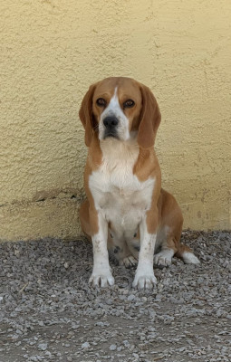 Étalon Beagle - Uméa du moulin de madjurie