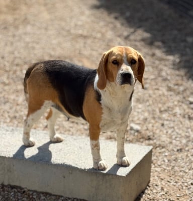 Étalon Beagle - Urika du moulin de madjurie