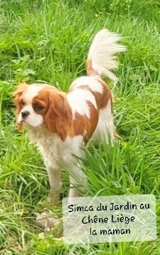 Étalon Cavalier King Charles Spaniel - Simca du Jardin au Chêne Liège