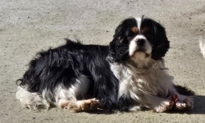 Étalon Cavalier King Charles Spaniel - UBERT du domaine de klezia