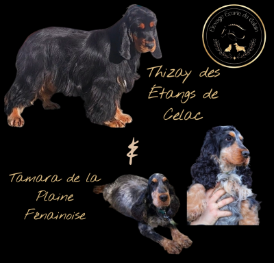 Étalon Cocker Spaniel Anglais - TAMARA de la plaine fenainoise