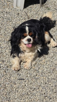 Étalon Cavalier King Charles Spaniel - SOCRATE Des Vents D'Océan