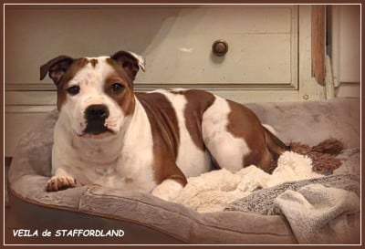 Staffordland Veila