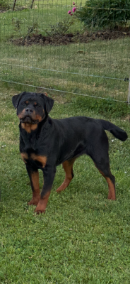 Étalon Rottweiler - Apy Du Dog-Builder