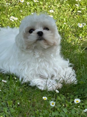Étalon Bichon maltais - Vera du royaume de Cléopatre du royaume de cléopatre