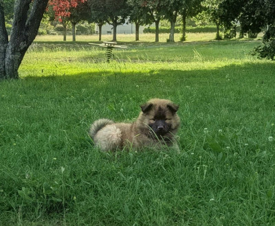 Étalon Eurasier - Brünhild Valkilio Des Rêves De Vasira