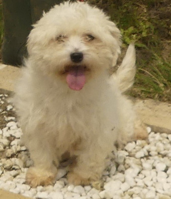 Étalon Coton de Tulear - TAMARA du Domaine des Ecorces