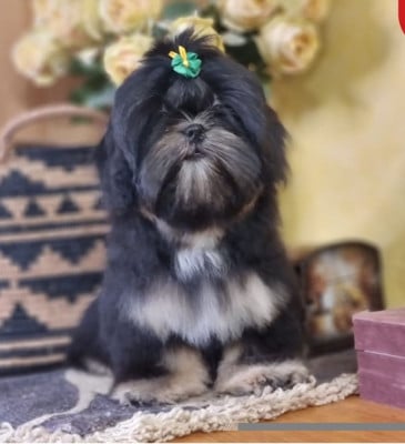 Étalon Shih Tzu - Shownow VICKY