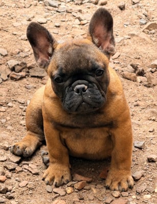 Étalon Bouledogue français - Distinct Origins BETSY BLOOM