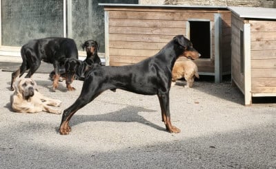 Étalon Dobermann - VINCI Des Anges Du Mont D'or
