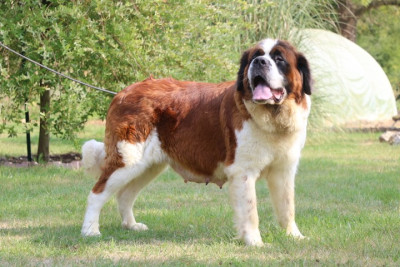 Étalon Chien du Saint-Bernard - pin-up du domaine du hameau du fayel