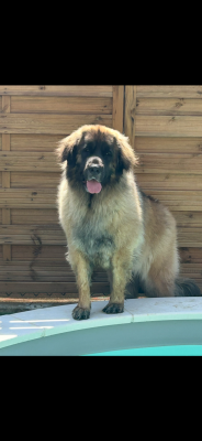 Étalon Leonberger - Lucky day « dite Uzi » zielona cieszynianka