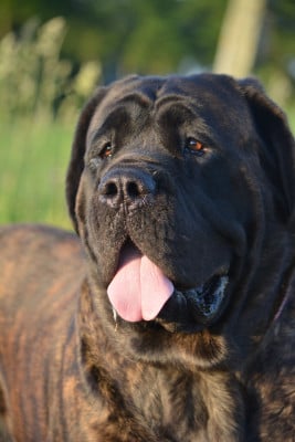Étalon Mastiff - CH. WILLOW de la vallée des mountches