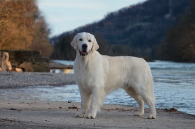 CH. Vitus Amor of sunshine's valley