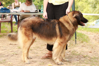Étalon Leonberger - Saska De La Rose Et De La Vigne