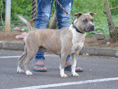 Étalon American Staffordshire Terrier - Mdk Team Reebok Girl