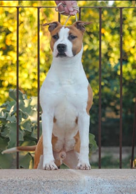 Étalon American Staffordshire Terrier - majestic staffs MDK Gringo Revolutionary