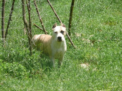 Étalon American Staffordshire Terrier - majestic staffs MDK Raggamuffin Party