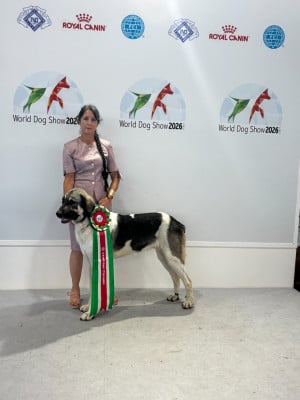 Étalon Cao de Gado Transmontano - Antona  Du Haras Du Paty
