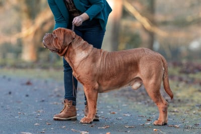 Étalon Dogue de Bordeaux - Vlaad Tepes De L'ambre Sauvage}