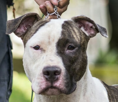 Étalon American Staffordshire Terrier - old school kennels Scarface
