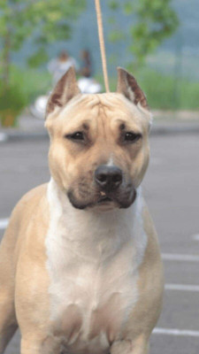 Étalon American Staffordshire Terrier - majestic staffs MDK Autumn Leaves