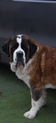 Étalon Chien du Saint-Bernard - Upsy du missy s ranch Titre Initial