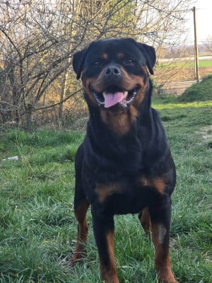 Étalon Rottweiler - Ulia Des Molosses Noirs Et Feu