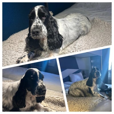 Étalon Cocker Spaniel Anglais - URSULA du Clos Noentine