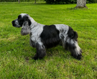 Étalon Cocker Spaniel Anglais - Piston Des Chevaliers Au Diable