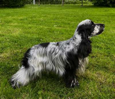 Étalon Cocker Spaniel Anglais - Ultra paupiette des Landes d'Araize