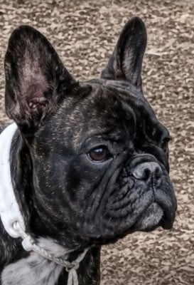 Étalon Bouledogue français - Aïka Des Merveilles Du Monde De Nortawa