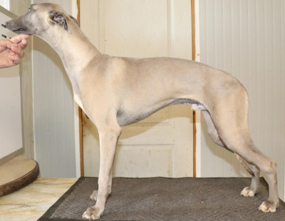 Étalon Whippet - AS DE PIC Von Hoëhenzoller von Hoëhenzoller