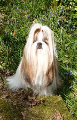 Étalon Shih Tzu - ortense du palais de bhagavan