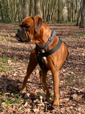 Étalon Boxer - Topaze Des Jardins de Clopee