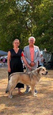 Étalon Berger d'Asie Centrale - CH. Baron De Lavaud V-Amira 