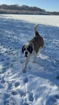 Étalon Chien du Saint-Bernard - Vidda Four M Dit Tornade