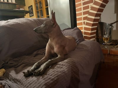 Étalon Chien nu du Perou - gruffalina's Wicked Game
