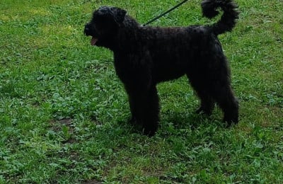 Étalon Bouvier des Flandres - VEGA  du Bois de la Brique