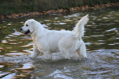 Étalon Golden Retriever - Atlas du domaine de rochereau