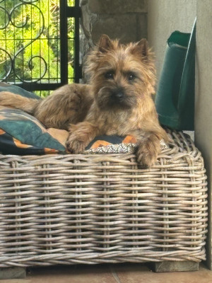 Étalon Cairn Terrier - CH. AZEL LUCIOLE  Ti Glaz Mor