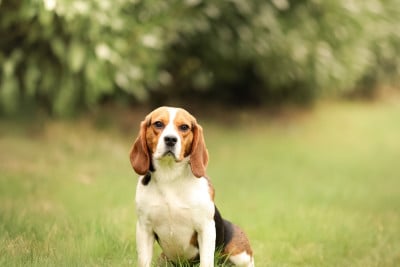 Étalon Beagle - Urya De La Motte Bientquoise