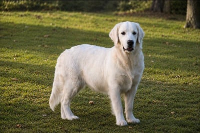 Étalon Golden Retriever - AZALEE DU DOMAINE DU ROCHEREAU du domaine de rochereau
