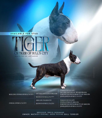 Étalon Bull Terrier - CH. Tiger of bull 's city
