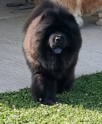 Étalon Chow Chow - Scarlett johansson (Sans Affixe)