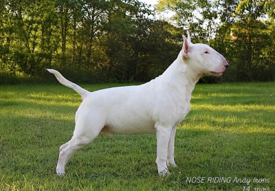 Étalon Bull Terrier - Nose Riding Andy Irons