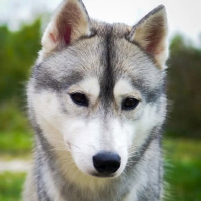 Étalon Siberian Husky - U'Sia Naillik's