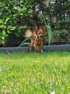 Étalon Russkiy Toy (Petit Chien Russe) - CH. Poupee Russe Spoutnik
